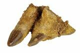 Fossil Crocodylomorph Jaw Section - Morocco #248917-2